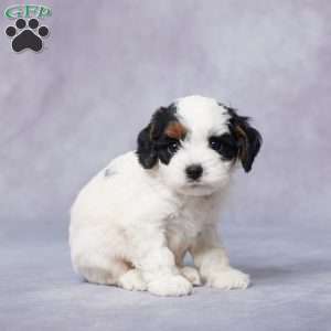 Toby, Cavapoo Puppy